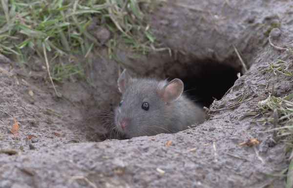 Rat in burrow