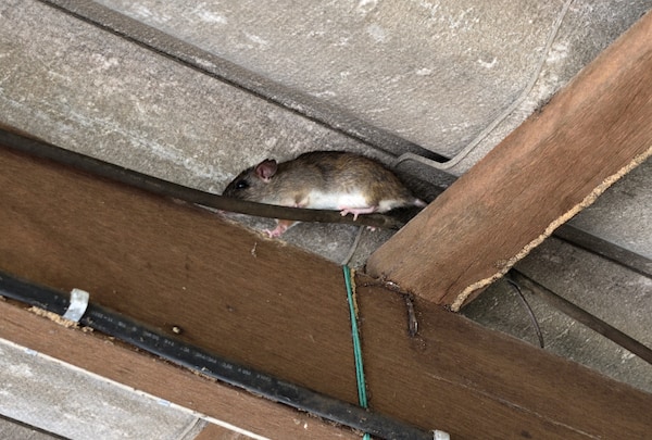 Roof Rat in rafters