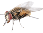fly pest control services