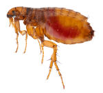 flea control near Bendigo