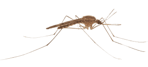 Mosquito treatments bendigo