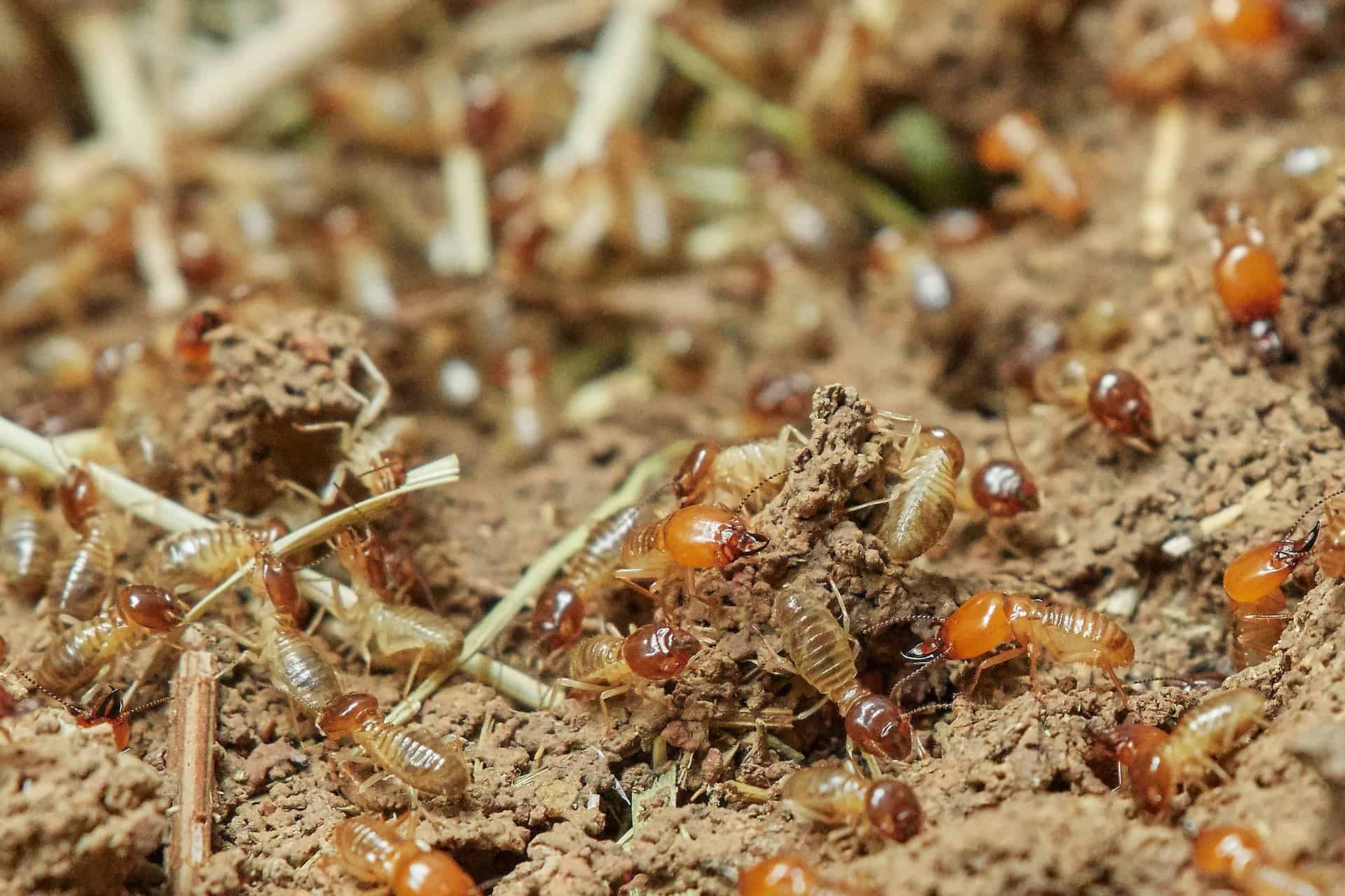 Termites Pest control