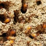 Bendigo termites pest control