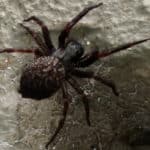 Black house spider