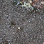 Ant bait treatment using granular bait