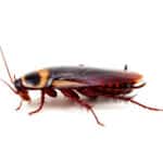 Australia cockroach