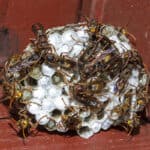 Australian Paper Wasp Nest