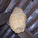European wasp nest in roof